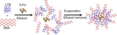 Figure 1 Schematic formation of 5-FU-loaded BSA-LTB nanoparticles.Abbreviations: 5-FU, 5-fluorouracil; BSA, bovine serum albumin; LTB, heat-labile enterotoxin subunit B.