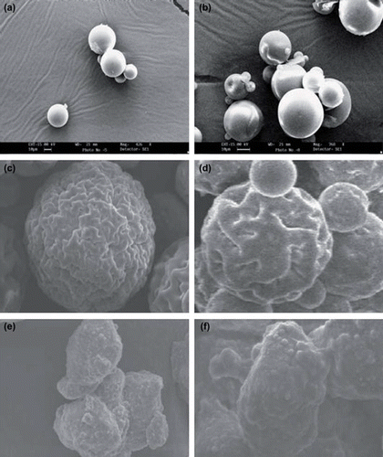 Figure 1. Scanning electron micrographs of microspheres; a) STP-loaded PLGA microspheres; b) GM-loaded PLGA microspheres; c) drug-loaded PLGA microspheres on day 12 at high magnification (STP); d) drug-loaded PLGA microspheres on day 12 at high magnification (GM); e) drug-loaded MS after 21 days at high magnification (STP); f) drug-loaded MS after 21 days at high magnification (GM).