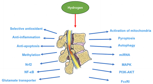 Figure 4 Protective effect of hydrogen on spinal cord injury and its possible molecular mechanism.