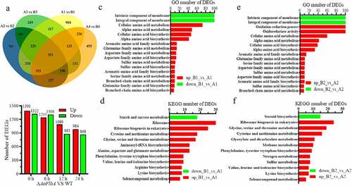 Figure 6. Comparison of differentially expressed genes (DEGs) between the WT and ΔAoFlbA mutants. A. Venn diagram of DEGs in the WT (a) and ΔAoFlbA (b) mutant during vegetative growth and trap formation. Each color represents a time point. Yellow represents 0 h, blue is 6 h, green is 12 h, and orange is 24 h. A1 (B1), A2 (B2), A3 (B3), and A4 (B4) indicate mycelial samples at 0, 12, 36, and 48 h. B. The number of upregulated and downregulated DEGs in the ΔAoFlbA mutant versus WT at different time points. C. GO enrichment analysis of DEGs in the ΔAoFlbA mutant versus the WT strain at 0 h. D. KEGG enrichment analysis of DEGs in the ΔAoFlbA mutant versus the WT strain at 0 h. E. GO enrichment analysis of DEGs in the ΔAoFlbA mutant versus the WT strain at 6 h. F. KEGG enrichment analysis of DEGs in ΔAoFlbA mutant versus WT strain at 6 h. Red indicates upregulated genes, and green represents downregulated genes