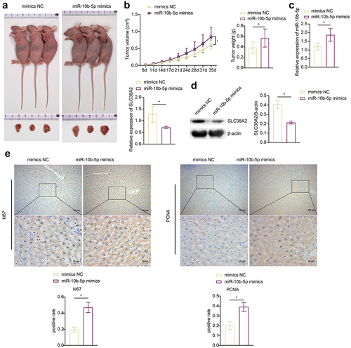 Figure 5. miR-10b-5p promotes PLC tumor growth in vivo. (A) nude mice grafted with SMMC-7721 cells transfected with mimics NC or miR-10b-5p mimics and the tumor sizes are shown. (B) The tumor growth curve, tumor volumes, and tumor weights of nude mice. (C) RT-qPCR analysis of miR-10b-5p (upper right) and SLC38A2 (bottom left) expression in tumor tissues. (D) WB analysis of SLC38A2 protein levels in tumor tissues. The band intensity was assessed (right). (E) IHC staining for Ki67 and PCNA expressions in tissues. (F) WB analysis of bcl-2, Bax, and cleaved caspase 3 in tumor tissues. The band intensity was assessed (right). (G) TUNEL staining and apoptosis rate in tumor tissues. *p < .05.