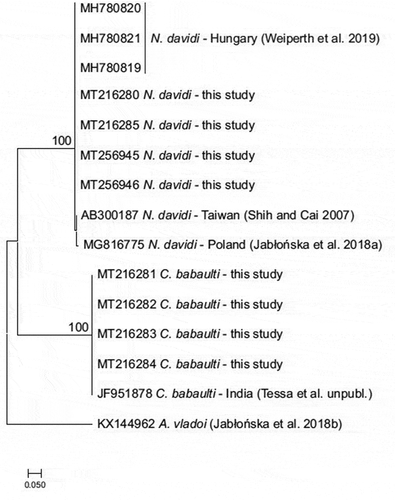 Figure 4. Phylogenetic tree for collected shrimps and GenBank-stored sequences