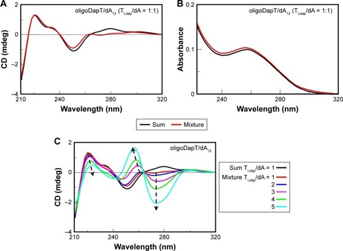 Figure 4 Nucleopeptide/DNA binding assays. Sum (black) and mixture (red) CD (A and C) and UV (B) spectra of oligoDapT (4, 4 μM in T) and dA12 DNA (4 μM in A) in 10 mM phosphate buffer (pH = 7.5; T = 5°C; optical path = 0.875 cm). (C) CD titration relative to the addition of oligoDapT (4) to dA12 DNA at the following TLdap/dA ratios: 2, 3, 4, and 5.Abbreviations: CD, circular dichroism; UV, ultraviolet.