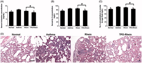 Figure 4. Therapeutic efficacy of TPD-Rhein on asthmatic lung in rats induced by ovalbumin. (A) Serum histamine, (B) serum IL-5 levels and (C) bronchoalveolar lavage fluid IL-5 levels of asthmatic rats after TPD-Rhein treatment. (D) Histological analysis showing TPD-Rhein ameliorated inflammation manifested in lung. Data represent mean ± SD (n = 5). *p < .05, compared with asthma group. #p < .05. Scale bar =100 μm.
