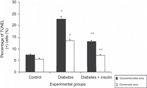 Figure 2.  Percentage (%) of TUNEL (+) cells in kidney tissues.Notes: All data were presented mean ± SEM. *p < 0.001, diabetic group versus control and insulin-treated diabetic group; **p < 0.001, insulin-treated diabetic group versus diabetic group.
