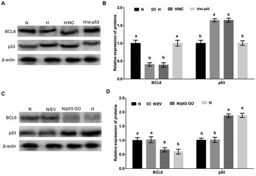 Figure 5. Hypoxic stress negatively regulates the expression of BCL6 via p53 in MDBK cells. A-B: the expression of BCL6 in MDBK cells treated with hypoxic environment or p53 gene overexpression; C-D: the expression of BCL6 in MDBK cells treated with hypoxic environment or p53 gene silencing. In Fig. 5B and D, the expression of BCL6 of MDBK cells in normal culture group (N) was set to ‘1’. N: MDBK cells cultured in standard environment; H: MDBK cells cultured in hypoxic environment. EV: cells were transfected with empty vector. NC: cells were transfected with negative control siRNA. p53 GO: cells were transfected with p53 gene overexpression vector. si-p53: cells were transfected with p53 gene siRNA. In the bar charts, different superscript lowercase letters indicate significant differences (p < 0.05), while the same letters represent no significant difference (p > 0.05).