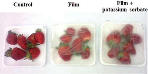 Figure 6. Application of waste flour-based films for covering and preserving fresh strawberries stored at 5°C and 90% RH for 9 days.Figura 6. Aplicación de películas basadas en harina de desperdicio para cubrir y conservar fresas frescas almacenadas a 5°C y 90% HR durante 9 días.
