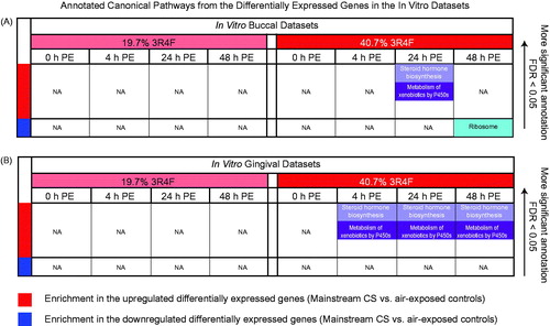 Figure 4. Enriched canonical pathways in the in vitro datasets. Significant canonical pathways (in different colors) were extracted from the differentially expressed genes in the buccal and gingival organotypic tissue cultures at various time-points of PE to CS (19.7 and 40.7%) compared with the air-exposed control using DAVID annotation tools (FDR < 0.05, with at least two gene count in the annotation). NA indicates no significant enrichment was identified using the before-mentioned threshold. All annotations and associated genes within each of the canonical pathways are listed in Supplemental Table S2. Abbreviations: CS, cigarette smoke; FDR, false discovery rate; NA, not available; PE, post-exposure.