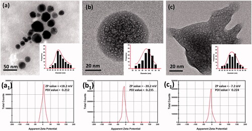 Figure 2. TEM image of (a) Fe3O4 nanoparticles, (b) MNP composited particles and (c) dm@LMNP nanoformulations (Particles size distribution (PSD) of these synthesized particles have been inserted); The polydispersity index (PDI) and zeta potential value of the prepared bare Fe3O4 nanoparticles, MNP and dm@LMNP nanoformulations have been labeled as a1, b1 and c1, respectively.