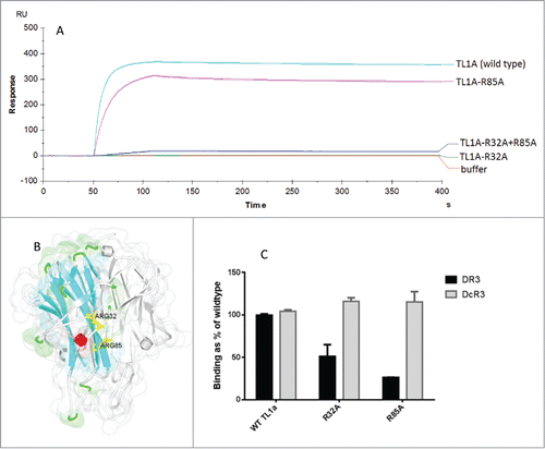 Figure 4. A) Kinetic analysis of anti-TL1A antibody C03V binding to variants of TL1A measured by SPR (duplicate runs shown) (RU – response units) B) The X-ray crystal structure of TL1A (PDB: 2RE9) showing ARG32 (R32) and ARG85 (R85) in yellow on one of the monomers in TL1A. Ribbon colors indicate secondary structure type, grey indicates other TL1A monomers in the trimeric TL1A structure; C) An ELISA measuring the binding of TL1A, TL1A-R32A and TL1A-R32A to DR3 and DcR3.