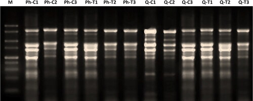 Figure 1. Separation of DNase treated total RNA using the Phenol based method (Lanes 2-7 both control and treated samples) and RNeasy kit (Lanes 8-13, both control and treated samples), on 1% formaldehyde (w/v) denaturing 1.2% agarose gel electrophoresis showing multiple ribosomal RNA bands with no signs of RNA degradation. [M, 100 bp DNA Ladder].