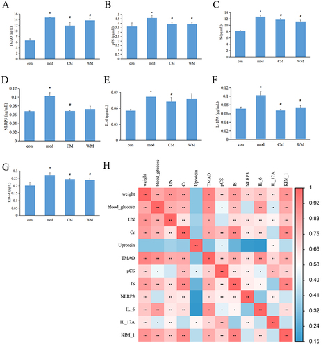 Figure 2 The impact of JTD on uremic toxins and inflammation. (A) Serum levels of TMAO were measured to assess its alteration after JTD administration; (B) The concentration of pCS in the serum was examined to understand any changes associated with JTD treatment; (C) The levels of IS in the serum were analyzed to evaluate its alterations following JTD treatment; (D) NLRP3 levels in the serum were investigated to determine any changes related to inflammation after administering JTD; (E) Serum IL-6 levels were monitored to assess alterations in its concentration as an indicator of inflammation; (F) Fluctuations in serum IL-17A levels were examined to observe any changes associated with JTD treatment; (G) The modulation of serum KIM-1 (kidney injury molecule-1) levels was assessed to evaluate the impact of JTD on kidney health; (H) A correlation heat map of influencing factors was created to identify potential relationships between different variables and their impact on uremic toxins and inflammation. N≥3; In (A–G), *P< 0.05 vs control group; #P<0.05 vs model group. In Figure H, *P< 0.05; **P<0.01.