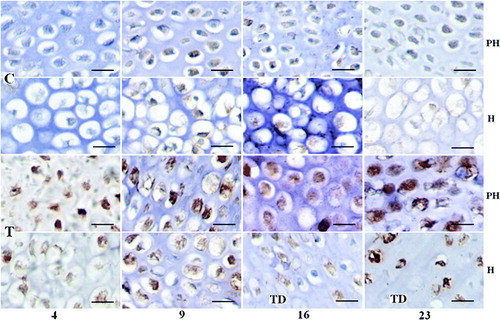 Figure 4.  Expression changes of Hsp90 in control and thiram-fed chicken growth plates at different stages. (Bar=100 µm.) Hsp90 mainly lies in the prehypertrophic and hypertrophic zones with brown colour, but increased Hsp90 was detected in the thiram-fed chicken growth plate on days 4 and 9, and especially at days 16 and 23 or around the TD lesion at the 16th and 23rd days. C, control; T, thiram fed; PH, prehypertrophic zone; H, hypertrophic zone.