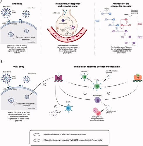 Figure 2. Mechanisms of tissue damage by SARS-CoV2 and sex-hormone defence mechanisms. (A) Severe acute respiratory syndrome coronavirus 2 (SARS-CoV2) spike proteins recognise the host cell via the angiotensin-converting enzyme 2 (ACE2) and the serine protease Transmembrane Protease Serine 2 (TMPRSS2), leading to virus entry. SARS-CoV2 infection can enhance the ACE2 and TMPRSS2 messenger ribonucleic acid (mRNA) gene expression. Immune cells infiltrate the lungs, causing hyperactivation of monocytes and macrophages, with production of pro-inflammatory cytokines, tissue necrosis factor-β (TNF-β) and chemokines. The exaggerated activation of the immune response leads to the so-called ‘cytokine storm’, and this situation causes lymphopenia and lung injury. Tissue damage ultimately leads to the activation of the extrinsic pathway of the coagulation cascade. (B) Both oestradiol (E2) and progesterone (P4) can modulate innate and adaptive immune response by binding their nuclear receptors. Both hormones can inhibit macrophage activation, thus reducing the secretion of pro-inflammatory cytokines and the migration of neutrophils and monocytes into inflamed tissues and can stimulate the production of anti-inflammatory cytokines and the expansion of T regulatory (Treg) cells. Moreover, E2 can enhance the production of antibodies by B cells, and it inhibits the increasing expression of TMPRSS2 in infected cells, possibly reducing the virus content inside the cells. Created with BioRender.com. ERs: oestrogen receptors; PR: progesterone receptor; TF: tissue factor.