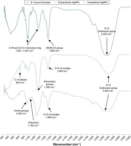 Figure 5 FTIR spectrum of Botryococcus braunii biomass, extracellularly biosynthesized AgNPs (run 1: pH 7, 1 mM AgNO3), and intracellularly biosynthesized AgNPs (run 7: pH 6, 3 mM AgNO3).Abbreviations: AgNPs, silver nanoparticles; FTIR, Fourier transform infrared.