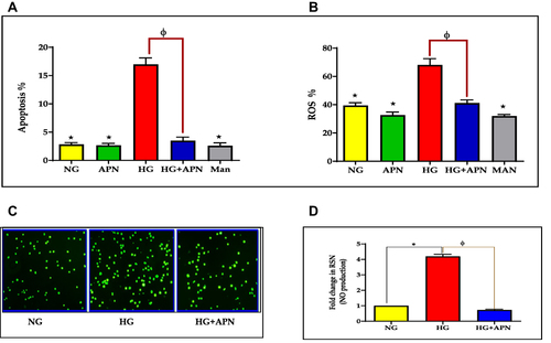 Figure 1 (A–D) HMRECs subjected to high glucose (30mM) and supplemented with adiponectin (30µg/mL) for 24 hours were analyzed for apoptosis (A) and ROS (B). Data were presented as bars and expressed as mean ± SEM. *p≤0.05; HG is significantly different from the control, APN, and Mannitol groups. Φ p≤0.05; HG is significantly different from the HG+ adiponectin (HG+APN) group. (C) Relative changes in immunofluorescence intensity expressed as Mean Fluorescence Intensity. (D) A representative of RSN protein expression of NO in HMRECs exposed to different treatments: 30mM high glucose and adiponectin treatment (30µg/mL) for 24 hours in HMRECs exposed to 30mM glucose (HG+APN). Data were presented as bars and expressed as mean ± SEM. *p≤0.05; HG is significantly different from the control (NG) group. Φp≤0.05; HG is significantly different from the HG+ APN group. DAF-FM Diacetate (see methods) was utilized to detect RSN. Data represent 3–5 independent experiments. Statistical differences were established using the Student’s t-test with a two-tailed p < 0.05.