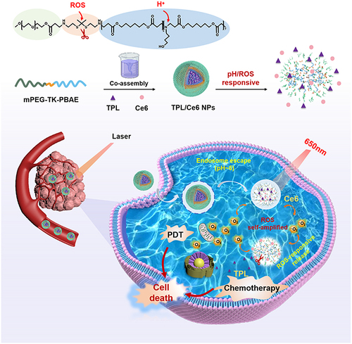 Scheme 1 Schematic representation of self-assembly of TPL/Ce6 NPs and dual-synergistic combination therapy of chemotherapy and PDT.