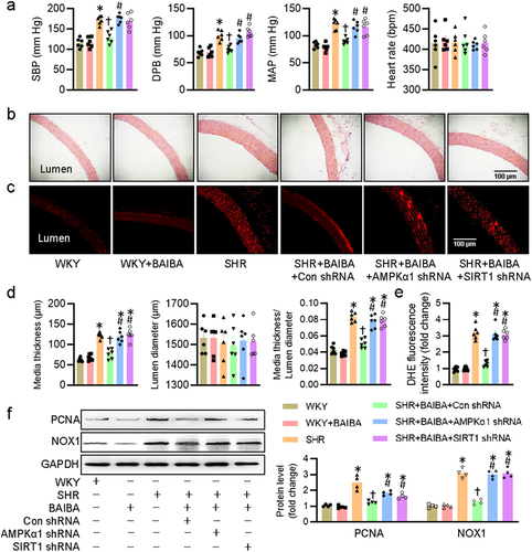 Figure 6. Activation of AMPK/SIRT1 signaling is required for BAIBA ameliorates hypertension-related vascular remodeling and oxidative stress in SHR. (a) Systolic blood pressure (SBP), diastolic blood pressure (DBP), mean arterial pressure (MAP) and heart rate (HR) in conscious state. (b, d) Representative photographs and quantitative analysis of aortas by HE staining. Scale bar = 100 μm. (c, e) Representative photographs and quantitative analysis of aortas by DHE staining. Scale bar = 100 μm. (f) Represented blots and relative quantification of PCNA and NOX1. Values are mean ± S.E. * P < 0.05 vs. 0 min or WKY, † P < 0.05 vs. SHR, # P < 0.05 vs. SHR+BAIBA. n = 4–6 for each group.