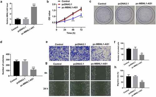 Figure 2. MBNL1-AS1 overexpression suppressed the proliferation, invasion and migration of LNCaP cells. (a) The expression of MBNL1-AS1 was examined using RT-qPCR after transfection with MBNL1-AS1 plasmid. ***P < 0.001 vs. pcDNA3.1. (b) Cell viability was evaluated by a CCK-8 kit. (c-d) The capacity of cell proliferation was assessed by means of colony formation assay. (e-f) Invasive activity of LNCaP cells was determined with Transwell assay. Magnification, x100. (g-h) Representative images and relative quantification of cell migration, as detected by a wound healing assay. Magnification, x100. **P < 0.01, ***P < 0.001 vs. pcDNA3.1