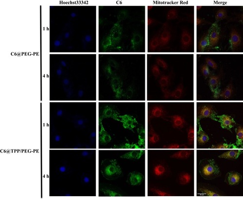 Figure 5 CLSM images of H9c2 cells incubated with C6@PEG-PE and C6@TPP/PEG-PE micelles for 1 and 4 hrs (Green: C6, Red: Mitotracker red stained mitochondria, Blue: Hoechst 33342 stained nuclei).