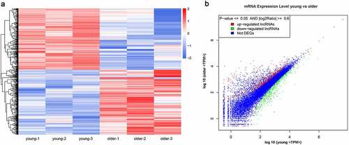 Figure 2. Significantly altered mRNA profiles in thoracic aortas of young and older rats. (a) Hierarchical clustering of differentially expressed mRNAs in the thoracic aortas of the young and older rats. mRNAs with high and low expression are shown in red and blue colors, respectively. (b) A scatter plot presenting the expression changes in mRNAs of the young and older rats’ thoracic aortas. mRNAs with upregulated, downregulated, and similar expressions in the young rats compared with older ones are shown in red, green, and blue colors, respectively. DEG: differentially expressed genes; TPM: transcripts per million