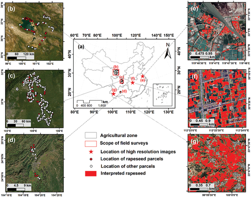 Figure 2. The locations of ground truth data. (b) to (d) are the distributions of validated parcels obtained by field campaigns in Qinghai, Sichuan, and Qujing. (e) to (g) are rapeseed maps interpreted from very high-resolution images acquired during the flowering period in Taizhou, Jingzhou, and Lincang.