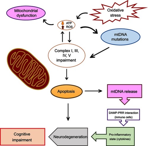 Figure 1 Mitochondrial DNA role in the pathogenesis of cognitive dysfunction in schizophrenia.