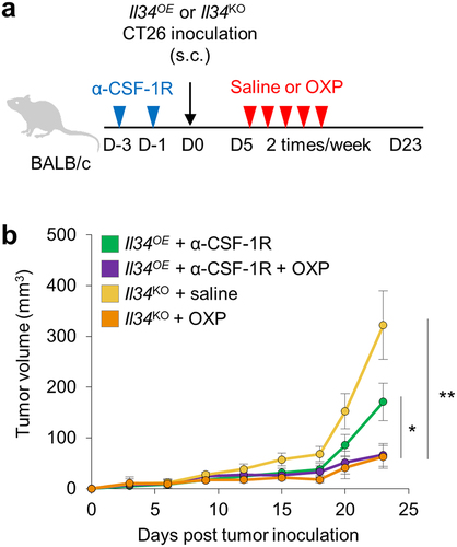 Figure 8. Evaluation of the possibility of improved treatment efficacy by CSF-1 R inhibition in OXP treatment. (a) the timeline of inoculation, irradiation, injection of anti-CSF-1 R antibody and analysis for OXP treatment. (b) Tumor volume of BALB/c mice until day 29 with mean ± SEM (n = 6/group). *P < 0.05, **P < 0.01; Tukey’s multiple comparison test, N.S., Not significant.