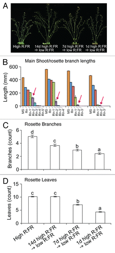Figure 1. (A)Shoot phenotypes, (B) main shoot and rosette branch lengths, (C) number of rosette branches, and (D) number of rosette leaves of WT Col-0 provided with low R:FR after various durations of growth under high R:FR, measured at 10 d after anthesis. Data are means ± SE with n = 16 to 18. Different letters indicate a significant difference (ANOVA, Tukey’s HSD) between high R:FR and low R:FR treatments at α = 0.05. MS = main shoot, Rn = rosette branch n. Arrows in (B) indicate branch Rn-3.