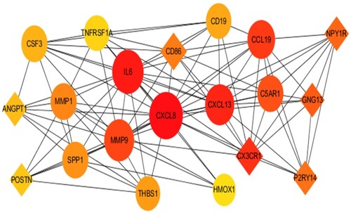 Figure 4 The 20 top hub genes in PPI network.