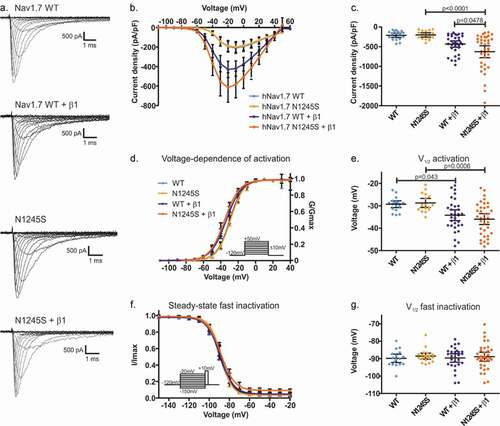 Figure 2. Current density and gating properties of the hNav1.7/N1245S variant co-expressed with the β1 subunit. (a) Representative traces of sodium current of Nav1.7 WT, N1245S variant, WT + β1 subunit and N1245S + β1 subunit. The scale bar depicts 500 pA and 1 ms. (b) Current density-voltage relationship for the four conditions (Nav1.7 WT in light blue, n = 18, N1245S variant in light orange, n = 17, Nav1.7 WT + β1 in dark blue, n = 33, N1245S + β1 in dark orange, n = 36). (c) Values of current density for the four conditions. (d) Conductance-voltage relationship. Voltage dependence of activation protocol is indicated in the inset. (e) V1/2 values of activation, obtained based on data in (d). (f) Voltage dependence of steady-state fast inactivation. The protocol is indicated in the inset. (g) The displayed V1/2 values were obtained based on the data in (f). See Table 2 for the exact values. All data are shown as mean ± 95% confidence interval