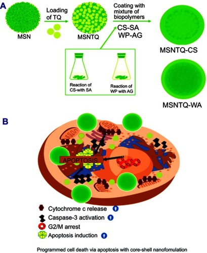 Figure 1 Schematic representation of preparation steps and proposed anticancer mechanism.Notes: Synthesis of MSNs and nanoformulations for delivery of TQ (A) and proposed anticancer mechanism (B) for brain cell cancer treated with nanoformulations.Abbreviations: MSN, mesoporous silica nanoparticles; MSNTQ, MSNs loaded with TQ as core; MSNTQ-CS, MSNTQ coated with the shell consists of chitosan and stearic acid; MSNTQ-WA, MSNTQ coated with the shell consists of whey protein and gum Arabic; TQ, thymoquinone; CS-SA, mixture solution of chitosan and stearic acid polymers; WP-AG, mixture solution of whey protein and gum Arabic.