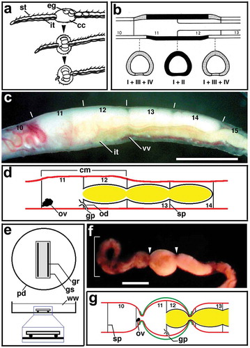 Figure 1. (a) Semi-diagrammatic illustration showing the successive steps of cocoon deposition in Tubifex. Anterior is to the left. cc, cocoon; eg, egg; it, intestine; st, seta. Adapted from Hirao (Citation1965). (b) Diagram showing the distribution of gland cells of Types I–IV in the clitellum in Tubifex. Dark area, Types I and II; dotted area, Types I, III and IV. Upper, sagittal section of segments 10–13; lower, transverse sections at three levels indicated by broken line. Adapted from Suzutani (Citation1977). (c) Lateral view of a living worm of T. tubifex with mature eggs in the ovisac at segments 12–14. Anterior is to the left; dorsal is to the top. Numerals indicate the segment number. Vertical lines indicate the segment boundary. Ovisac eggs are seen on the dorsal side of each segment. Note that the clitellar region (segments 11 and 12) is slightly thicker than other regions. it, intestine; vv, ventral vessel. Scale bar = 1 mm. (d) Diagram showing the arrangement of the female reproductive system in Tubifex. Numerals indicate the segment number. cm, clitellum; gp, female gonopore; ov, ovary; od, oviduct; sp, septum. (e) Diagram showing the apparatus designed for the observations of oviposition behaviour. Upper, overhead view; lower, side view. gr, glass rod; gs, glass slide; pd, petri dish; ww, well water. (f) A representative living worm undergoing oviposition in the oviposition apparatus shown in (e). Note the constricted margins (arrowhead) of the clitellar region and the formation of a loop in the anterior portion (square bracket). Scale bar = 1 mm. (g) Diagram showing the relative position of the constricted ends of the cocoon (green line) and the female reproductive system. Numerals indicate the segment number. gp, female gonopore; ov, ovary; sp, septum.