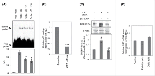 Figure 5. Binding of p53 to the SREBP-1c promoter and its decrease by CRT inhibition. (A) Double stranded oligonucleotides spanning the p53 binding site on the SREBP-1c promoter (site1) were labeled with γ-32P and incubated with purified p53 at 37°C for 30 min. On termination of incubation, samples were separated on a 5% polyacrylamide gel, dried and autoradiographed. A cold chase with unlabelled oligonucleotides at dilutions of 1:1 and 1:10 was done to check the specificity of the binding. (B) HepG2 cells were transfected with scramble or CRT siRNA (10 nM) for 48 h and the chromatin was isolated, sheared, immunoprecipitated with IgG or anti-p53 antibody and pulled down using protein A-sepharose beads. Immunoprecipitated DNA was quantified (qRT-PCR) for p53 enrichment on site1 using site specific primers as given in Table 1. Data was normalized to the IgG pulldown DNA. Experiments were done thrice and values are mean ±SEM. (C) HepG2 cells were transfected with CRT siRNA and co-transfected with p53 cDNA clone and incubated for 48h. On termination of incubations, cells were lysed and the levels of SREBP-1c were evaluated by protein gel blot analysis. β-Actin was taken as the loading control. Densitometric analyses are given in the panel below. (D) HepG2 cells were incubated in the absence or presence of palmitate or oleate for 24h and total RNA was isolated. CRT transcript levels were evaluated by qRT-PCR and data was normalized to 18S rRNA. All values are means±SEM and derived from 3 independent experiments. *p < 0.05 as compared to free probe (A); ***p < 0.001 as compared to scramble (B); ###p < 0.001 and #p < 0.05 as compared to control cells; ap < 0.05 as compared to CRT siRNA transfected cells.