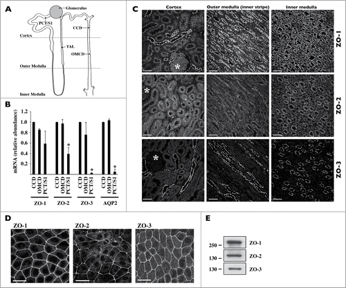 Figure 1. Expression of ZO proteins along the kidney tubule. (A) Cartoon depicting the glomerulus and various regions of the nephron and collecting duct. PCT/S1, S1 segment of the proximal tubule; TAL, thick ascending limb of Henle's loop, CCD, cortical collecting duct; OMCD, outer medullary collecting duct. (B) mRNA expression levels of ZO-1, ZO-2, ZO-3 and AQP2, used as a collecting duct-specific marker, were compared by Real-Time PCR between segments of isolated kidney tubules. Data is represented as fold difference of mRNA expression over values obtained in cortical collecting duct and is expressed as the mean ± SEM of data from 3 animals. (C) and (D) Confocal z-stacks of ZO-1, ZO-2 and ZO-3 immunostaining of the cortex, outer medulla and inner medulla of kidney slices (C) and dense mCCDcl1 cells (D). Images are representative of those acquired from 3 animals and at least 3 in vitro experiments. Bar, 10 μm. Glomeruli are indicated by an asterisk. (E) Western blot of whole-cell ZO-1, ZO-2 and ZO-3 protein depicting their expression in dense mCCDcl1 cells.