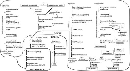 Figure 1. A schematic diagram of the known genes within the pathways for biosynthesis of important flavor compounds in hop. Question marks denote pathways that are yet unproven in the literature to our knowledge.