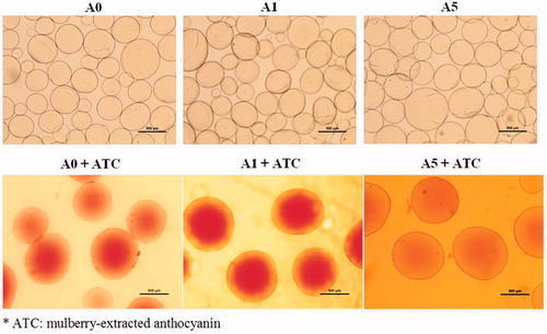 Figure 2. Microscopic images of different formulations of alginate/chitosan beads prepared by different processes before (upper row) and after encapsulation with mulberry-extracted anthocyanin (lower row) (scale bar = 500 μm).