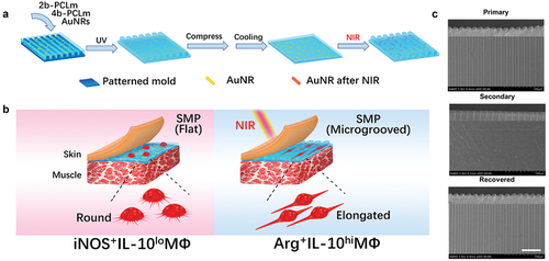 Figure 6. Study of the effect of Au nanorods (AuNRs)/polycaprolactone (PCL) thin films on macrophage phenotype. (A) Preparation and dynamic topography of shape memory AuNRs/PCL thin films. (B) Effects of topography of SMP on phenotypic changes of macrophages in rats. NIR triggered the transformation of SMP surface from flat to micro groove, which promoted the macrophage phenotype from iNOS+iL-10lo MΦ (circular) to Arg+iL-10hi MΦ (elongated) polarization. (C) SEM images of dynamic topography of SMP: primary micro-groove film, secondary flat film after compression and cooling, and NIR-triggered recovered micro-groove film. Scale bars are 50 μm [Citation148]. Copyright 2019 American Chemical Society.