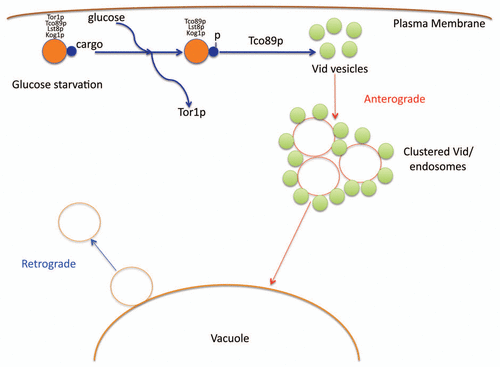 Figure 1 A model for the vacuole import and degradation pathway. During glucose starvation, cargo proteins destined for the Vid pathway associate with the TORC1 complex. After the addition of glucose, Tor1p dissociates from this complex. This facilitates the cargo proteins to be phosphorylated. Thereafter, Tco89p functions to import the cargo proteins into the Vid vesicles. The Vid vesicles merge with endosomes to deliver the contents to the vacuole for degradation. Retrograde vesicles form from the vacuole membrane as means to maintain the size of the vacuole.