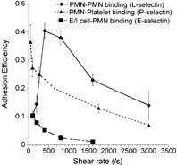 4 Adhesion efficiency of L-, P- and E-selectin mediated cell binding in suspension. Cell adhesion in the cone-plate viscometer was studied in three systems. (a) Isolated human neutrophils (PMNs) were stimulated with 1 μM FMLP and mixed in the viscometer over a range of shear rates. This adhesion process is dependent on L-selectin and β2-integrin (symbol: ♦). (b) Unstimulated isolated PMNs were mixed with human platelets, which were preactivated with 25 μM Thrombin Receptor Activating hexaPeptide (TRAP) for 3 min. prior to the viscometer experiment. Platelets stimulated with TRAP expressed high levels of P-selectin and bound PSGL-1 on neutrophils (symbol: ▴). (c) E/I cells described in the flow chamber studies (see main text (Citation94)) were mixed in suspension with 1 μM FMLP stimulated human PMNs (symbol: ▪). This cell adhesion process occurred via E-selectin and β2-integrins. As seen, L-selectin but not P- and E-selectin mediated cell adhesion exhibits a prominent shear threshold effect in these studies conduced in suspension.