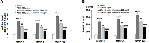 Figure 2 Lentinan suppressed AGE-induced expression of MMP-1, MMP-3, and MMP-13 in human SW1353 chondrocytes. Cells were stimulated with 100 μg/mL AGEs with or without lentinan (250 and 500 µg/mL) for 24 h. (A) mRNA levels of MMP-1, MMP-3, and MMP-13; (B) Protein levels of MMP-1, MMP-3, and MMP-13 as measured by ELISA (****, P<0.0001 vs vehicle group; #, ##, ####, P<0.05, 0.01, 0.0001 vs AGEs treatment group, n=3-4).