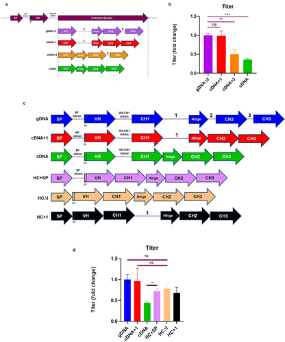 Figure 3. The VH-CH1 intron is inhibitory to titer unless HCCD-Intron1 is present (a) Depiction of the different HCCD intron arrangements generated in a plasmid expressing mAb-B. Expression plasmids were evaluated using a stable CHO pool fed-batch process. (b) Terminal fed-batch titers represented as fold change compared to gDNA∆2. (c) Depiction of the different HCCD intron arrangements generated in plasmids expressing mAb-B. Expression plasmids were evaluated using a stable CHO pool fed-batch process (d) Terminal fed-batch titers represented as fold change compared to gDNA. The graphs show the mean + SD, n = 3 in all cases, statistics determined using an unpaired t-test, **= P < 0.005, ns=not significant.