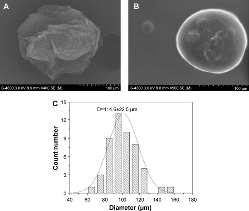 Figure 1 Optical micrographs and SEM micrographs of alginate–chitosan microspheres: (A) freeze-dried microsphere; (B) microsphere loaded with alkaloids; (C) particle size distribution of alkaloid-loaded microspheres.