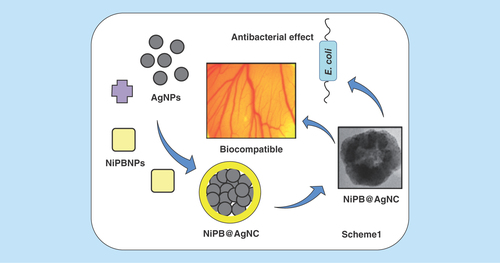 Figure 1.  Schematic representation of the synthesis, characterization and antibacterial application of nickel-prussian blue@silver nanocomposite.
