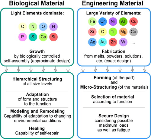 Figure 7. Differences resulting from the growth of biological materials as compared to the fabrication of engineering materials (adapted from [Citation72]).