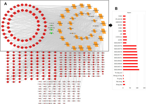 Figure 3 (A) Gene ontology analysis of key target genes. (B) Topology features of FFZJF-active compounds–CP network.