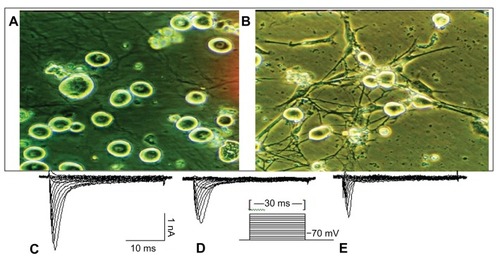 Figure 1 The dissociated and cultured rat DRG neurons and representative Na+ current from individual DRG neurons. (A) The small and medium dissociated DRG neurons were used in the experiment. (B) Dissociated DRG neurons that were cultivated from an adult rat; 3 days after cultivation, neuron and dendrite growth was evident. The scale is 25 μm. (C) All INa+ channels. (D) TTX-RI Na+. (E) TTX-S INa+. In these figures, C–D = E.