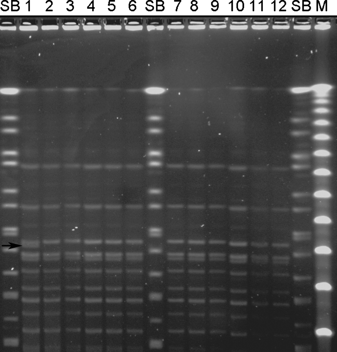 Figure 3.  PFGE patterns of SmaI digests of a subset of E. rhusiopathiae strains from a laying hen flock affected by erysipelas. SB, Salmonella Braenderup (H9812) size standard restricted with XbaI; M, Lambda PFG Marker (New England BioLabs, Ipswich, Massachusetts, USA). The pulse time was ramped from 0.5 to 40 sec for 24 h at 6 V/cm and 14°C. Lanes 1 to 10, strains isolated from the spleen or liver from two different hens in Unit 2 (lanes 1 to 4), two different hens in Unit 3 (lanes 5 to 8) and one hen in Unit 4 (lanes 9 and 10). Lanes 11 and 12, strains isolated from mites from Unit 1. Note the identical patterns except for lane 1, which is one of the two isolates with an extra band found in the present study. The arrow indicates the extra band of 150 kb.