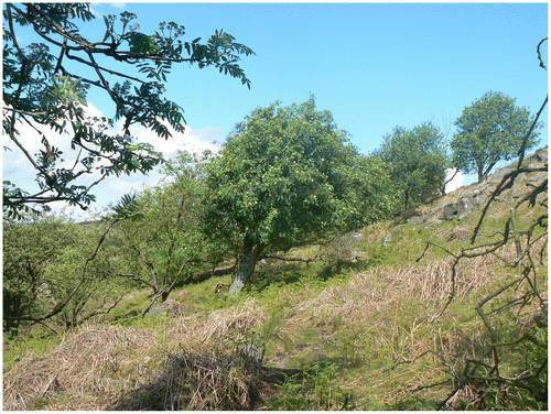 Figure 3. Upland Veteran Rowans, Peak District. © Ian D. Rotherham, reproduced with permission.