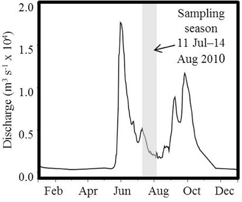 Fig. 2  Daily discharge of the Kolyma River (adjusted to Cherskiy, Russia, ca. 160 km downstream of the gauging station at Kolymskoye) for 2010. The grey box indicates the sampling season of this study (11 July–14 August 2010), representing summer low-flow conditions.